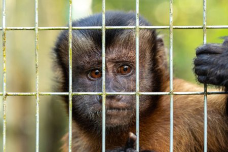 los ojos intensos de un mono capuchino tras las rejas reflejan un mundo fuera del alcance, despertando pensamientos sobre la libertad y el cuidado de la vida silvestre