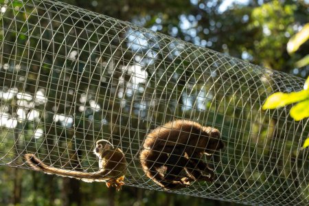 équilibre ludique des singes écureuils dans un tunnel métallique, mettant en valeur l'agilité dans une aire naturelle de conservation de l'habitat