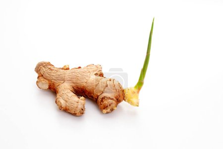 Sprouting Ginger rhizome isolated on white