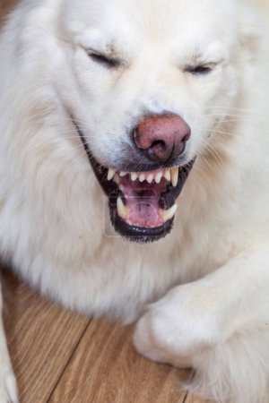 White Swiss shepherd  dog pulling a face whilst sneezing