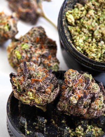 Photo for Black cannabis grinder filled with Marijuana and whole buds with selective focus on mottled grey. Cannabis strain with purple buds - Royalty Free Image