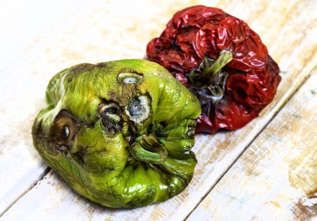 spoilt green and red bell peppers, on rustic wooden surface with mold, wrinkles and disintegrating outer skin.