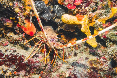 European Spiny Lobster (Palinurus Elephas), Adriatic Sea, Mediterranean Sea, Croatia