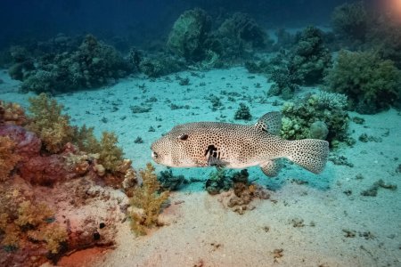 Photo for Pufferfish (Arothron Stellatus), Red Sea, Egypt - Royalty Free Image