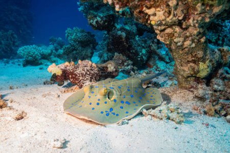 Blauer Spitzwegerich (Taeniura Lymma), Rotes Meer, Ägypten