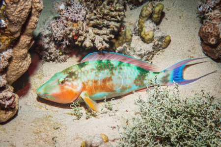 Photo for Longnose Parrotfish (Hipposcarus Harid), Red Sea, Egypt - Royalty Free Image