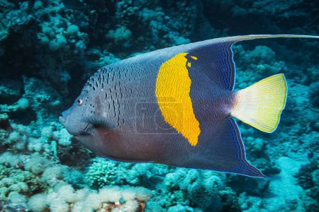 Photo for Yellowbar Angelfish (Pomacanthus Maculosus) Red Sea, Egypt - Royalty Free Image