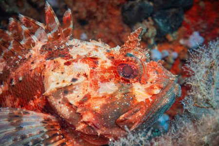 Photo for Red Scorpionfish (Scorpaena Scrofa), Adriatic Sea, Mediterranean Sea, Croatia - Royalty Free Image