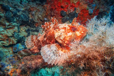 Photo for Red Scorpionfish (Scorpaena Scrofa), Adriatic Sea, Mediterranean Sea, Croatia - Royalty Free Image
