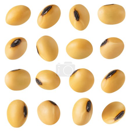 Photo for Set of soybeans isolated on white background - Royalty Free Image