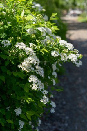 Blooming hawthorn branches close-up in the garden, green leaves, shrub with white flowers, selective focus, copy space