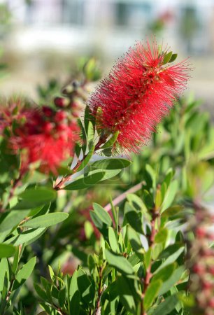 Callistemon blooming red close-up, flowers and landscaping of the southern city, vacation in the south, red flower.