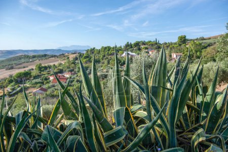 Italian landscape, agave in the foreground, green hills, tiled roofs, blue sky, mountains in the distance, summer sunny day, tourism, vacation.