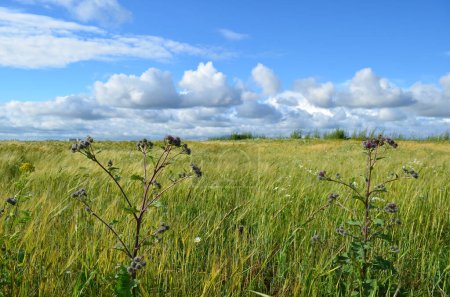 Blühende Klette auf einem Feld vor dem Hintergrund von grünem Gras, Heilpflanzen, sonnigem Tag, blauem Himmel und weißen Wolken
