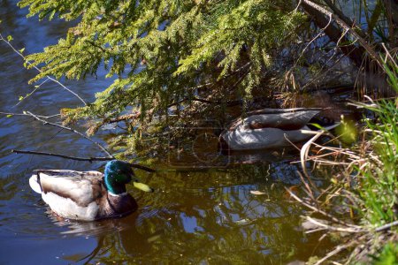 Ducks swim in a pond near the shore, two ducks close-up, pond with ducks, spruce branches, spring, sunny day, nature walks