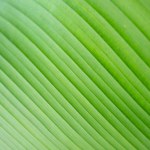 Closeup lines of green Calathea leaf