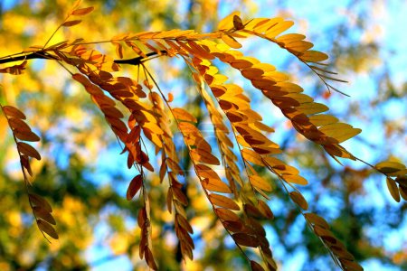 Branch of yellow and orange fall acacia leaves closeup. Beautiful transparent leaves in sunlight. Fall season nature. Acacia foliage closeup.