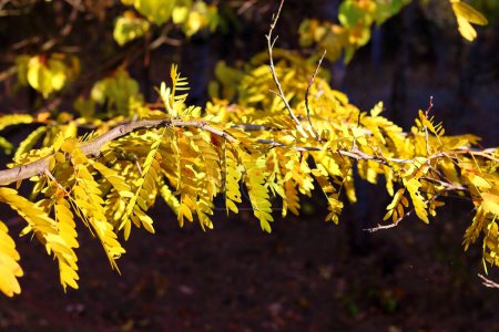 Branch of yellow and orange fall acacia leaves closeup. Beautiful transparent leaves in sunlight. Fall season nature. Acacia foliage closeup.