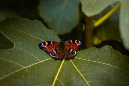 Photo for A beautiful butterfly with a damaged wing sits on leaves. Animal welfare. High quality photo - Royalty Free Image