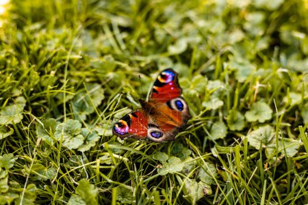 Photo for A beautiful butterfly with a damaged wing sits on leaves. Animal welfare. High quality photo - Royalty Free Image