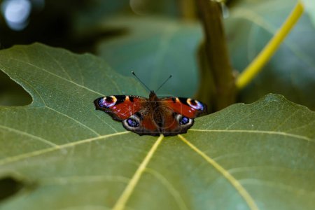 Photo for A butterfly sits on fig leaves. Wildlife, animal welfare. High quality photo - Royalty Free Image
