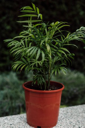 Téléchargez les photos : Fleur tropicale intérieure dans un pot. Maladies des plantes d'intérieur, feuilles jaunies. Photo de haute qualité - en image libre de droit