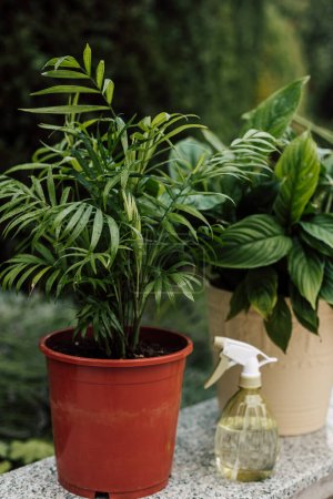 Téléchargez les photos : Fleur tropicale intérieure dans un pot. Maladies des plantes d'intérieur, feuilles jaunies. Photo de haute qualité - en image libre de droit