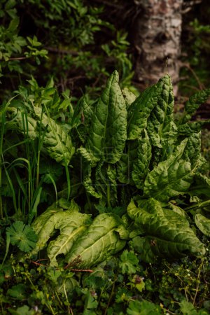 Ein Strauch großer grüner Sauerampfer im Gemüsegarten. Leben auf dem Land. Gartenbau. Hochwertiges Foto