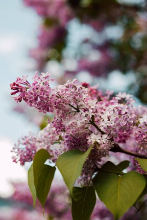 Téléchargez les photos : Lilas en fleurs. Une branche d'une belle sirène sur le fond du ciel. Photo de haute qualité - en image libre de droit