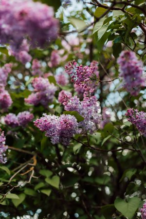 Téléchargez les photos : Un buisson de beau lilas à fleurs violettes dans la cour. Arbustes à fleurs printanières. Photo de haute qualité - en image libre de droit