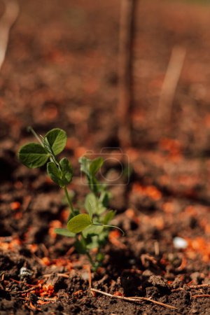 A young pea plant in the vegetable garden. Gardening. High quality photo