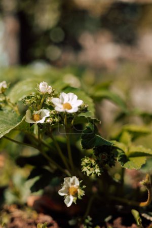 Strawberry blossom bush in the garden. Growing strawberries at home. High quality photo