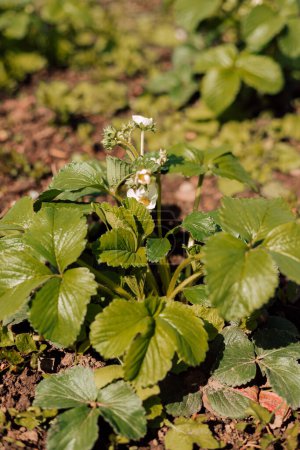 Strawberry blossom bush in the garden. Growing strawberries at home. High quality photo