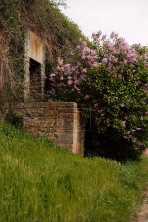 Historische Festung. Fliederbusch in der Nähe der Ziegelmauer einer alten Burg. Hochwertiges Foto