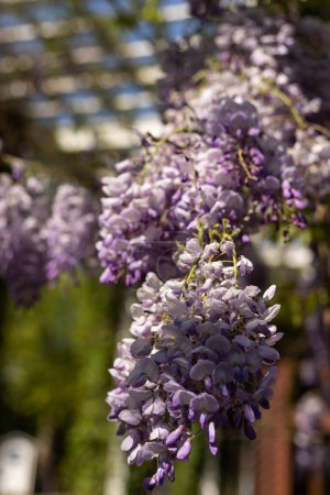 Blooming clay on the background of the blue sky. Wisteria flowers. High quality photo