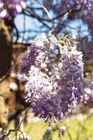 Blooming clay on the background of the blue sky. Wisteria flowers. High quality photo