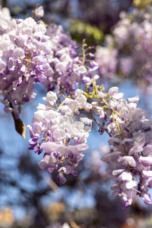 Photo for Blooming clay on the background of the blue sky. Wisteria flowers. High quality photo - Royalty Free Image