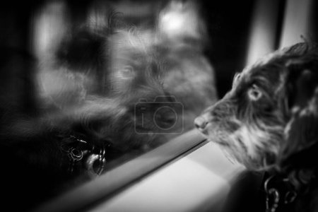 Hund schaut in ein Fenster eines Zuges, Spiegelung im Glas