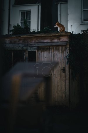 Fox on the top of the shed in a town on an clear evening, Brighton and Hove, East Sussex, UK