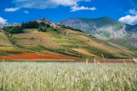 Foto de Florecimiento de la meseta de Castelluccio di Norcia, Parque Nacional Sibillini, Italia - Imagen libre de derechos