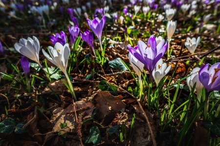 Photo for Close-up shot of beautiful Crocus flowers on meadow - Royalty Free Image