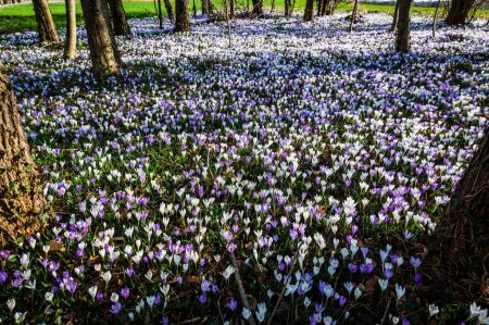 Téléchargez les photos : Gros plan de belles fleurs de Crocus sur la prairie - en image libre de droit