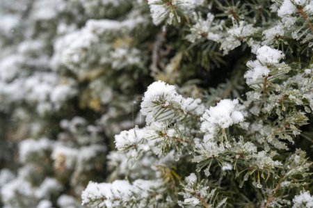Téléchargez les photos : Gros plan du sapin couvert de neige - en image libre de droit