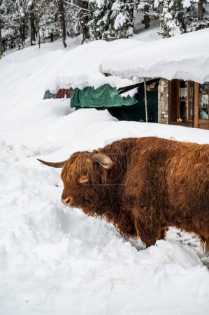 Téléchargez les photos : Plan panoramique de magnifiques bisons à Sauris, Province d'Udine, Italie - en image libre de droit