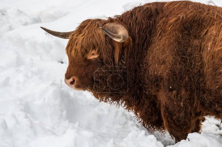 pintoresca toma de hermoso bisonte en Sauris, Provincia de Udine, Italia