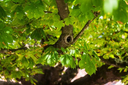 Foto de Castelmonte árbol brunches vista - Imagen libre de derechos