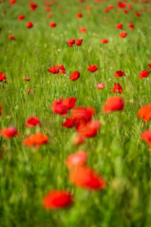 Téléchargez les photos : Floraison dans les champs de lentilles à Castelluccio di Norcia - en image libre de droit