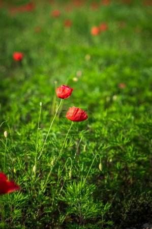 Téléchargez les photos : Floraison dans les champs de lentilles à Castelluccio di Norcia - en image libre de droit