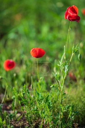 Photo for Flowering in the lentil fields in Castelluccio di Norcia - Royalty Free Image