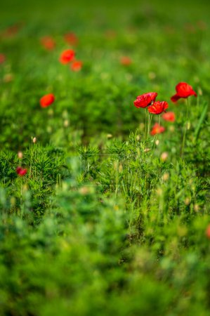 Foto de Floración en los campos de lentejas en Castelluccio di Norcia - Imagen libre de derechos
